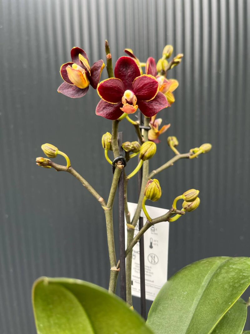 Phalaenopsis Sunrise Red Peoker ‘Esmee’ I Storczyk