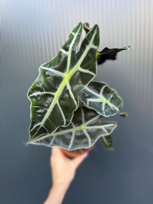 Alocasia Polly