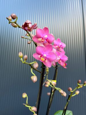 Phalaenopsis Aromio Floral | Storczyk Pachnący