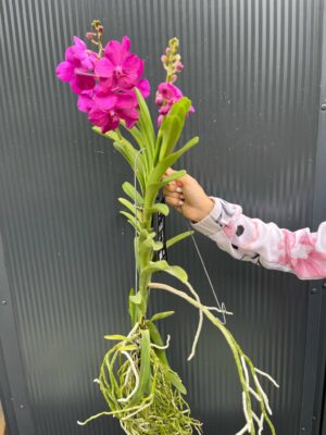 Vanda | Wanda storczyk | mix kolorów