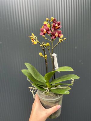 Phalaenopsis Sunrise Red Peoker ‘Esmee’ I Storczyk
