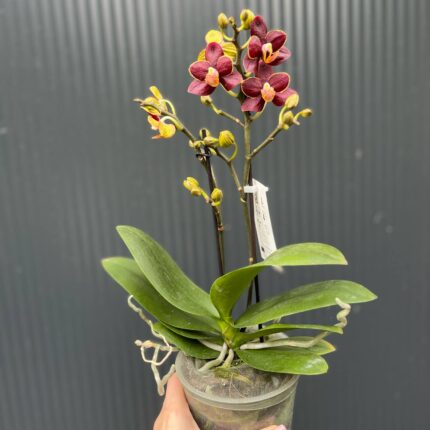 Phalaenopsis Sunrise Red Peoker ‘Esmee’ I Storczyk