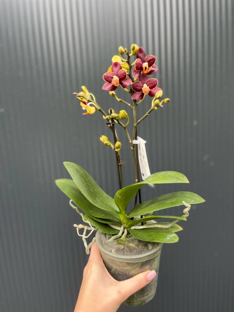 Phalaenopsis Sunrise Red Peoker ‘Esmee’ I Storczyk