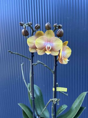 Phalaenopsis Las Vegas Gold | Storczyk