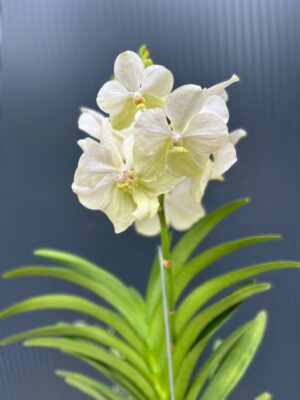 Vanda | Wanda storczyk | mix kolorów