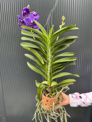 Vanda | Wanda storczyk | mix kolorów