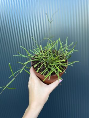 Hoya Retusa | Hoja