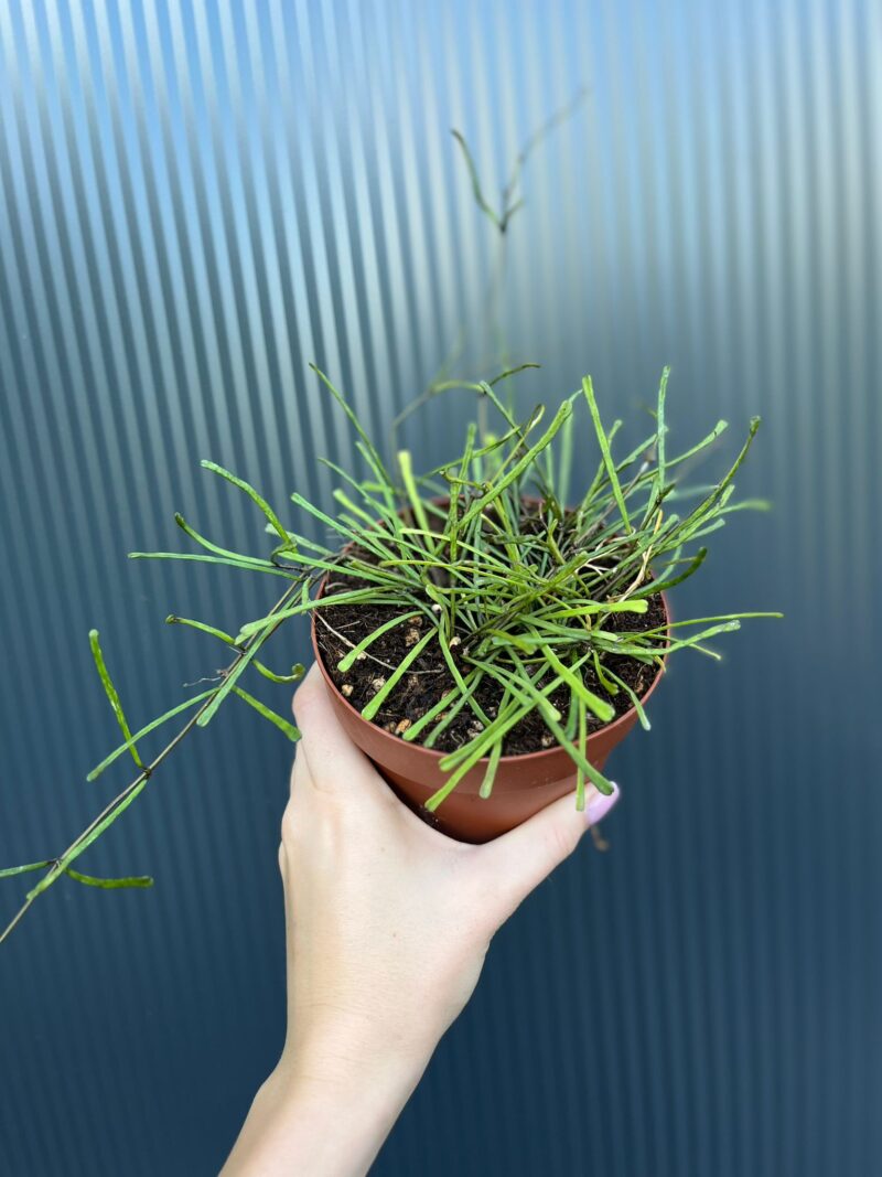Hoya Retusa | Hoja