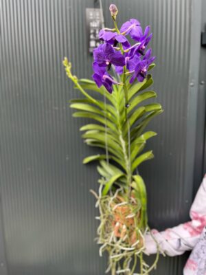 Vanda | Wanda storczyk | mix kolorów