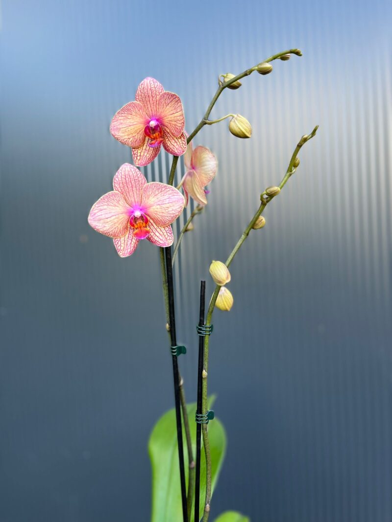 🌸 Phalaenopsis “Spring Mood” | Storczyk