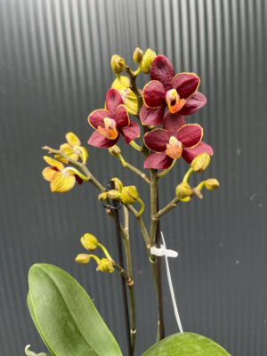 Phalaenopsis Sunrise Red Peoker ‘Esmee’ I Storczyk