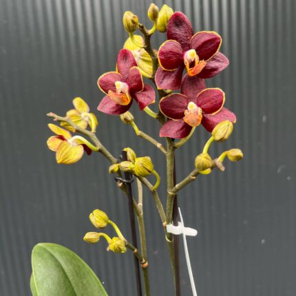 Phalaenopsis Sunrise Red Peoker ‘Esmee’ I Storczyk