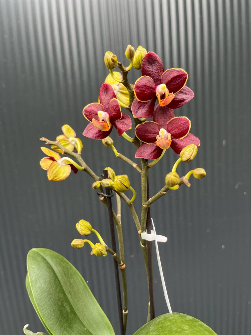 Phalaenopsis Sunrise Red Peoker ‘Esmee’ I Storczyk