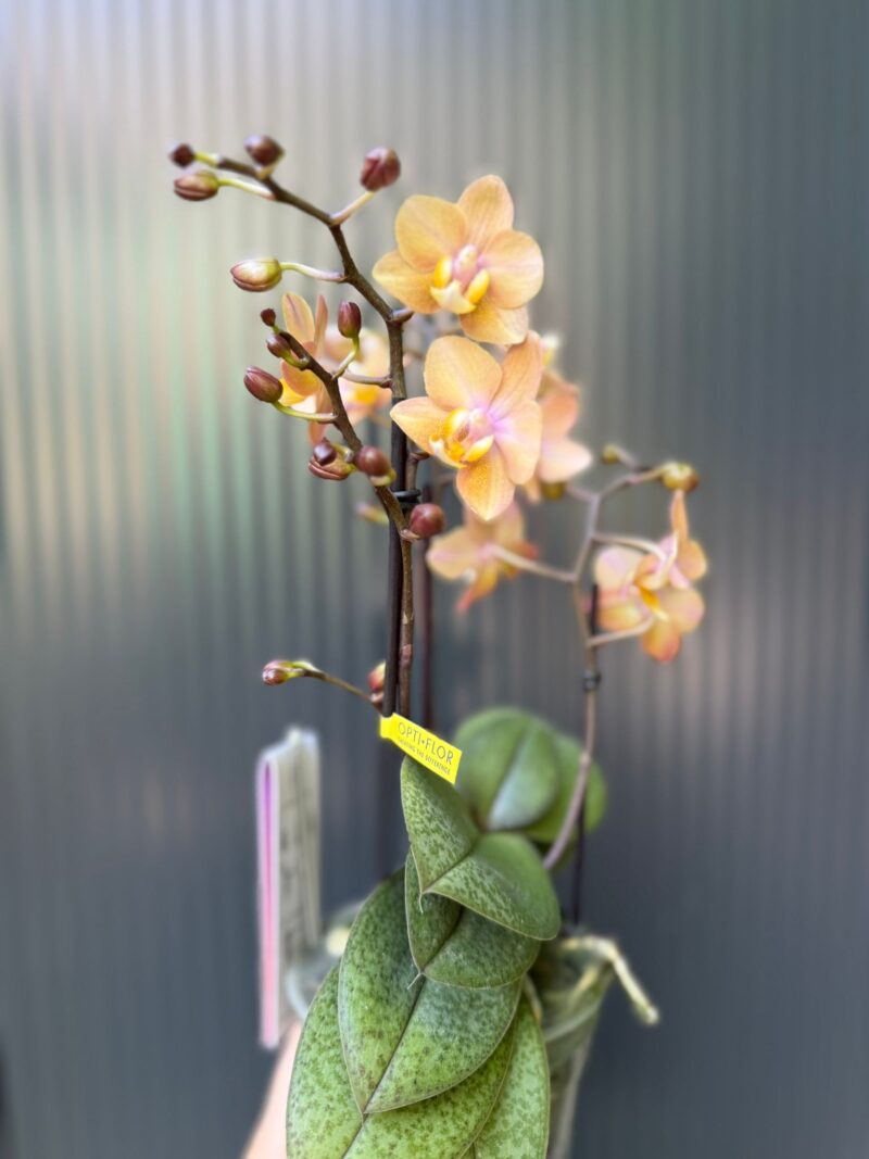 Phalaenopsis Aromio Powdery | Storczyk Pachnący