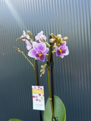 Phalaenopsis Equestris | storczyk