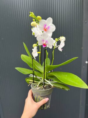 Phalaenopsis ‘Boquetto Passione’