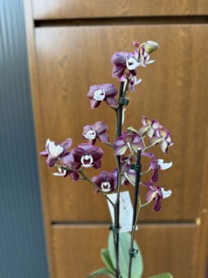 Phalaenopsis ‘Black Widow’ I Storczyk
