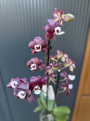 Phalaenopsis ‘Black Widow’ I Storczyk
