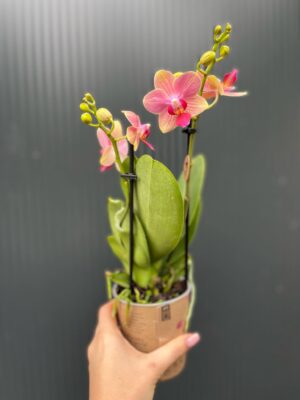 Phalaenopsis ‘Summer Song’ | Storczyk