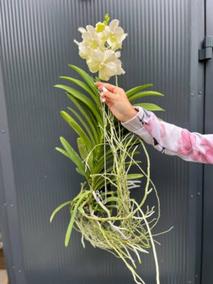 Vanda | Wanda storczyk | mix kolorów