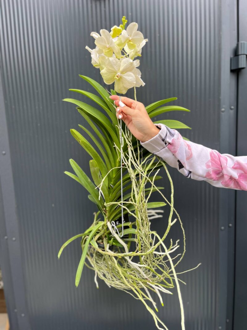 Vanda | Wanda storczyk | mix kolorów