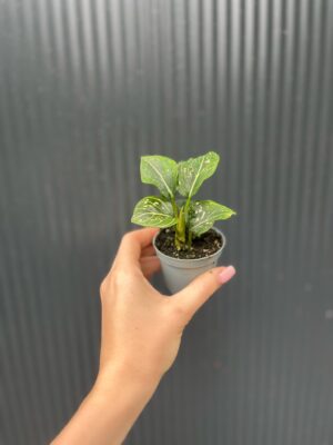 Aglaonema Tom’s Pride