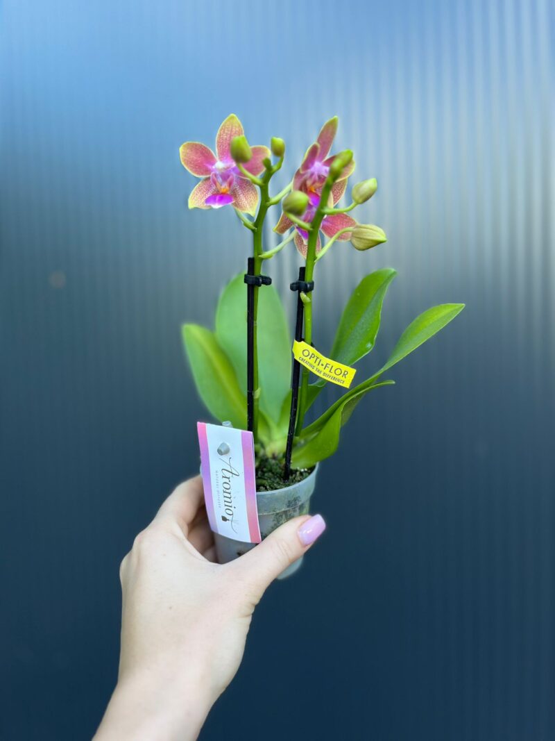 Phalaenopsis Aromio Spring | Storczyk pachnący