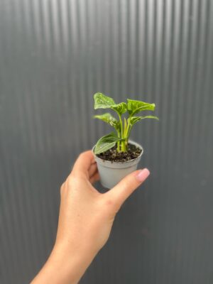 Aglaonema Tom’s Pride