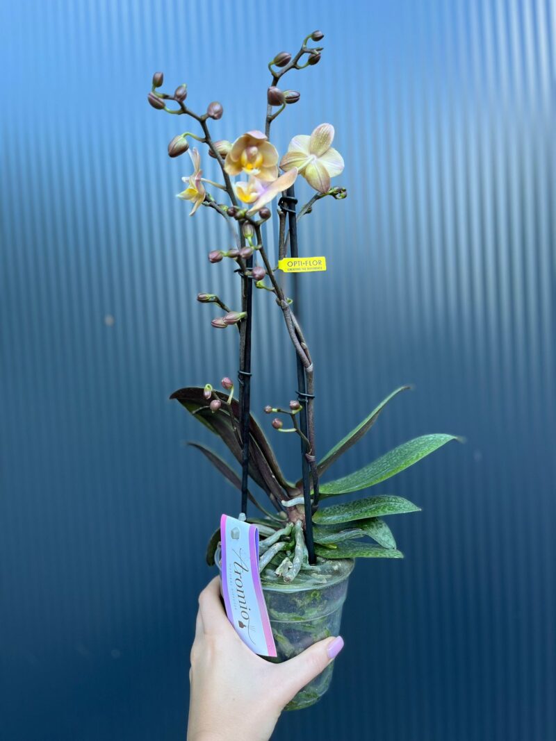 Phalaenopsis Aromio Fresh l Storczyk Pachnący