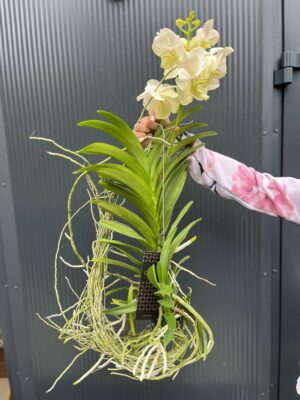 Vanda | Wanda storczyk | mix kolorów