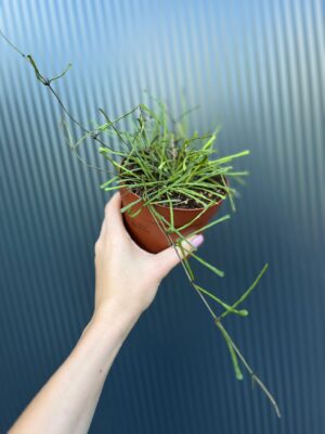 Hoya Retusa | Hoja