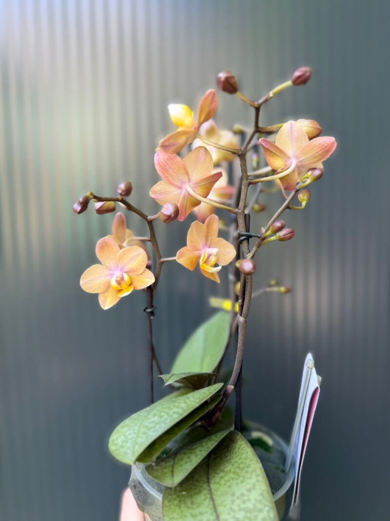 Phalaenopsis Aromio Powdery | Storczyk Pachnący