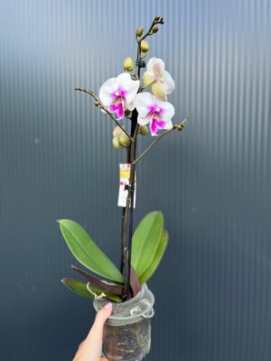 Phalaenopsis Limited 24 – Przekwitający