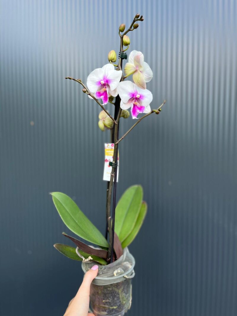 Phalaenopsis Limited 24 – Przekwitający
