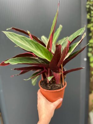 Stromanthe Sanguinea Triostar