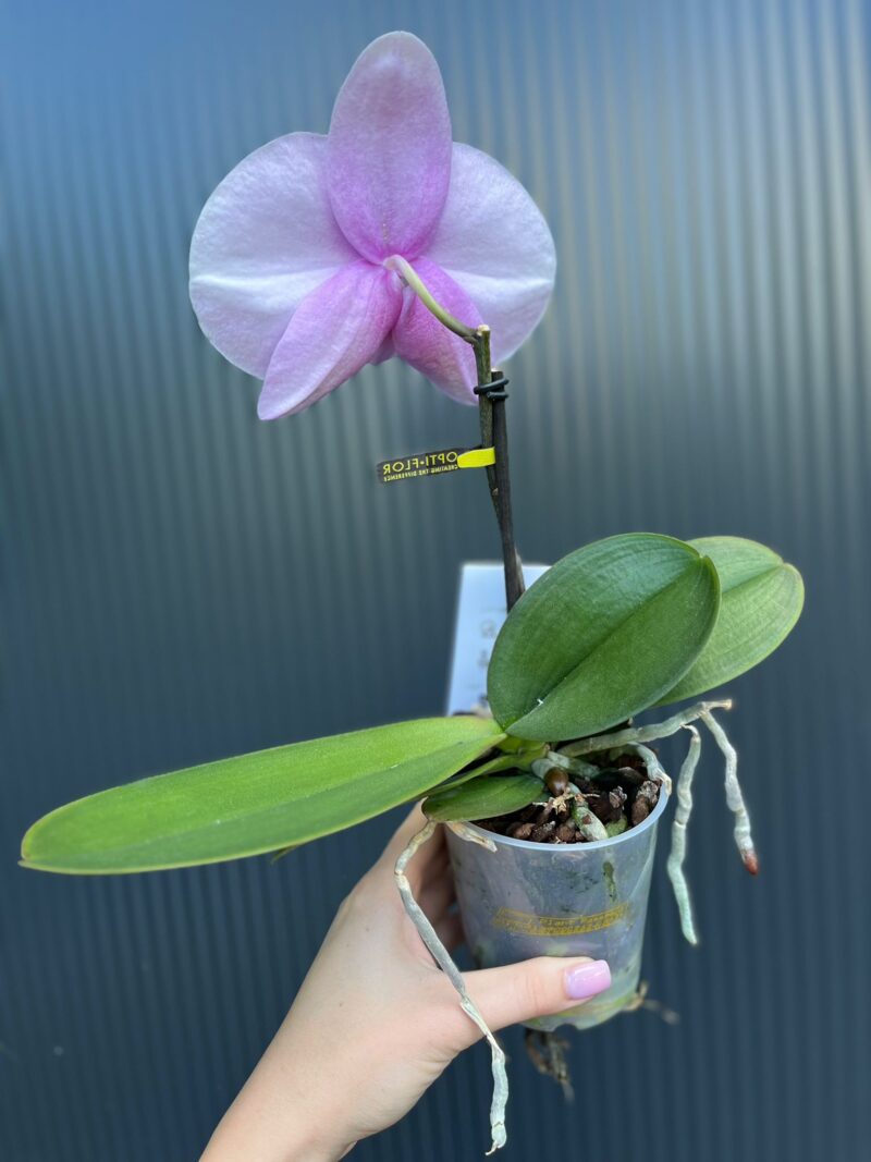 Phalaenopsis Rose Big Singolo Mino
