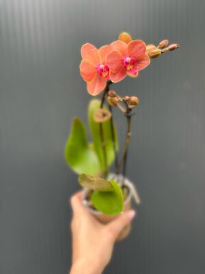 Phalaenopsis Kolibri Orange | Storczyk