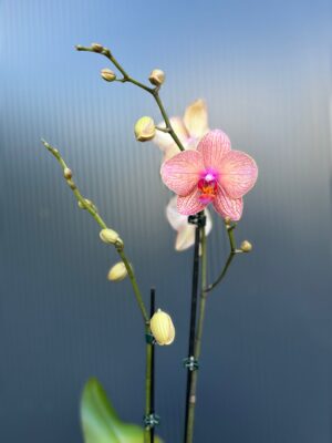 🌸 Phalaenopsis “Spring Mood” | Storczyk
