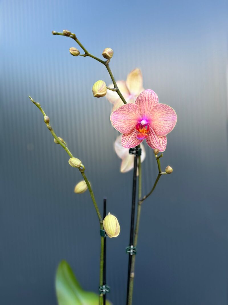 🌸 Phalaenopsis “Spring Mood” | Storczyk