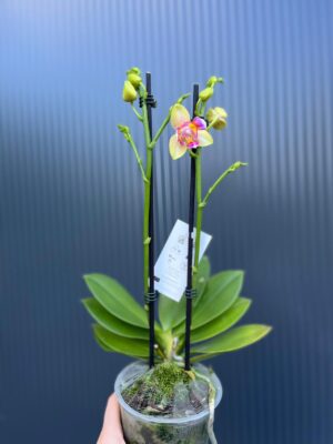 Phalaenopsis I-Hsin Venus ‘Peloric’ | Storczyk