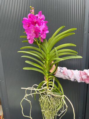 Vanda | Wanda storczyk | mix kolorów