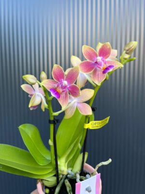 Phalaenopsis Aromio Spring | Storczyk pachnący