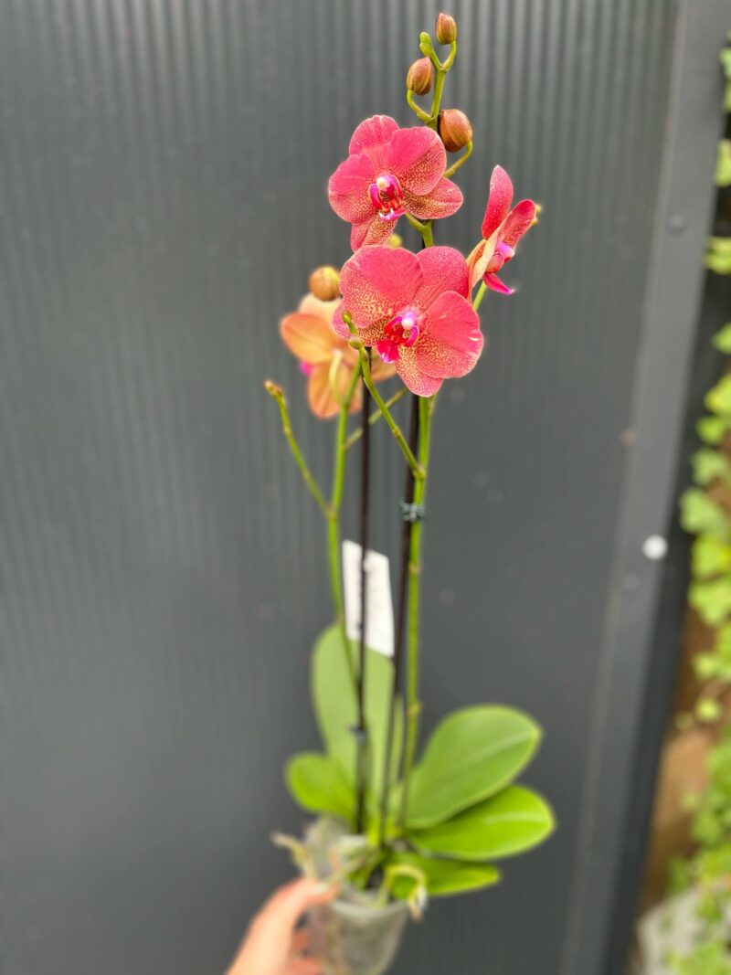 Phalaenopsis ‘Raoul’ I Storczyk