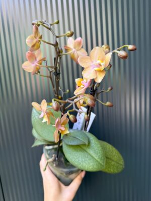 Phalaenopsis Aromio Powdery | Storczyk Pachnący