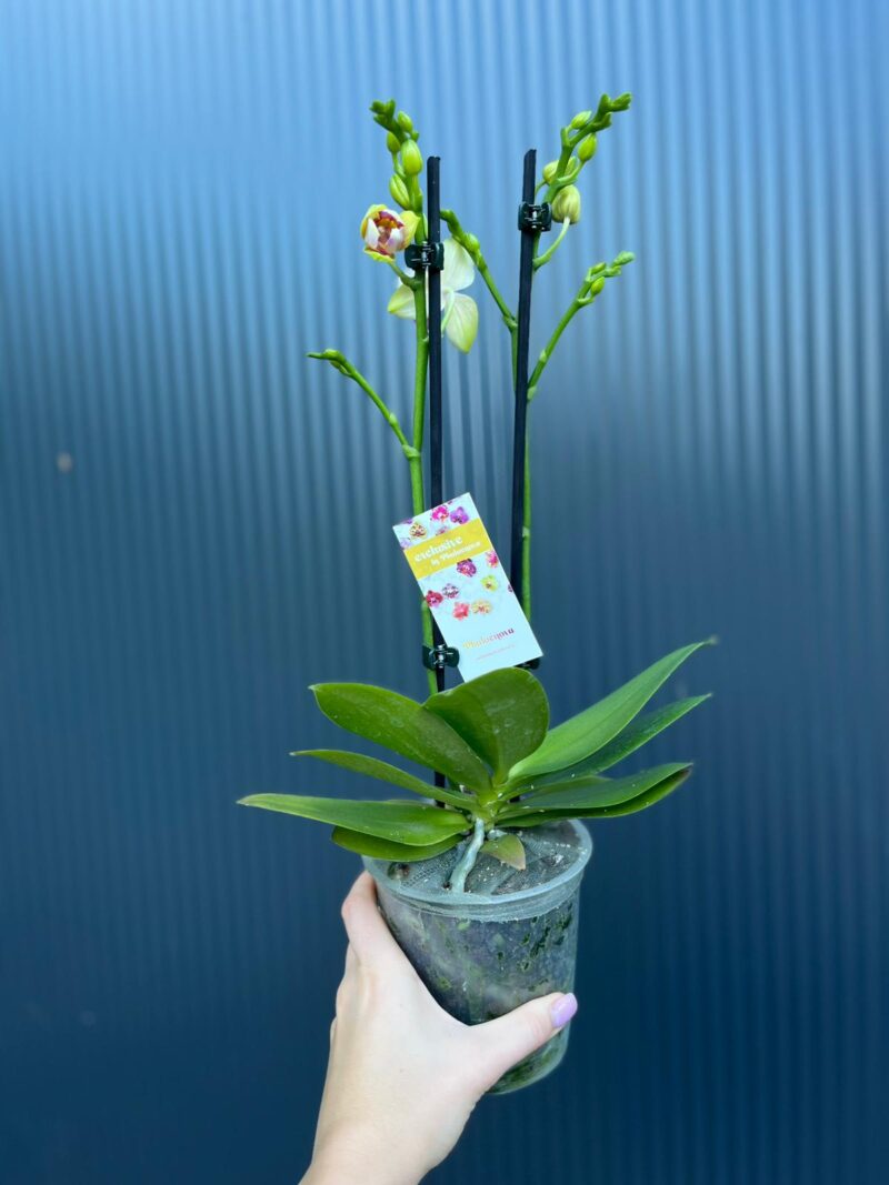 Phalaenopsis I-Hsin Venus ‘Peloric’ | Storczyk