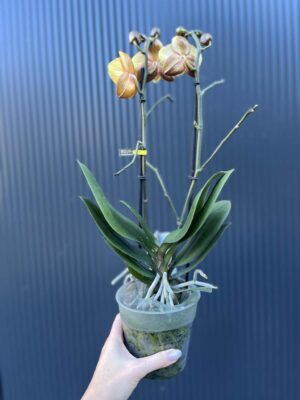 Phalaenopsis Las Vegas Gold | Storczyk