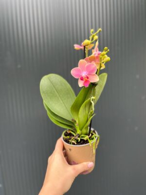 Phalaenopsis ‘Summer Song’ | Storczyk