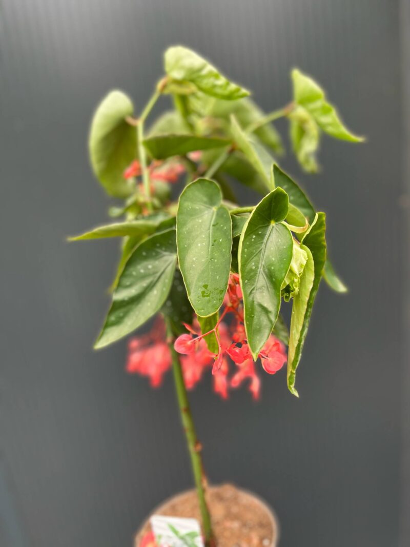 Begonia Tamaya