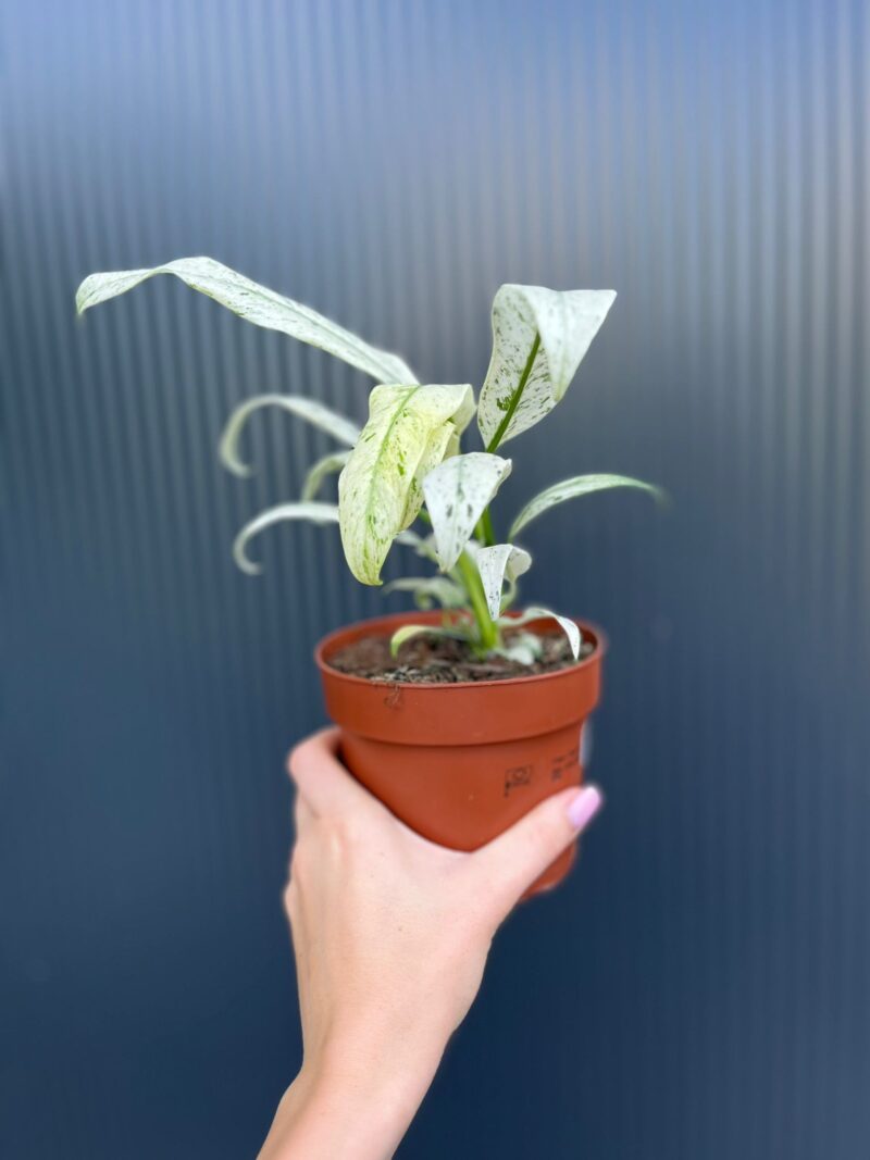 Epipremnum giganteum marble Variegata
