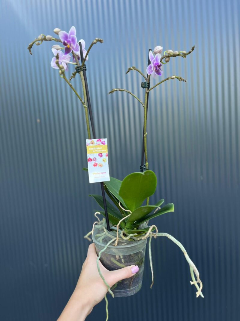 Phalaenopsis Equestris | storczyk